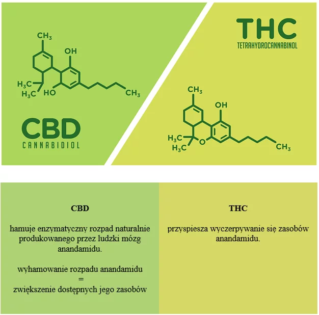 cbd-a-thc-in-endocannabinoid-system-1