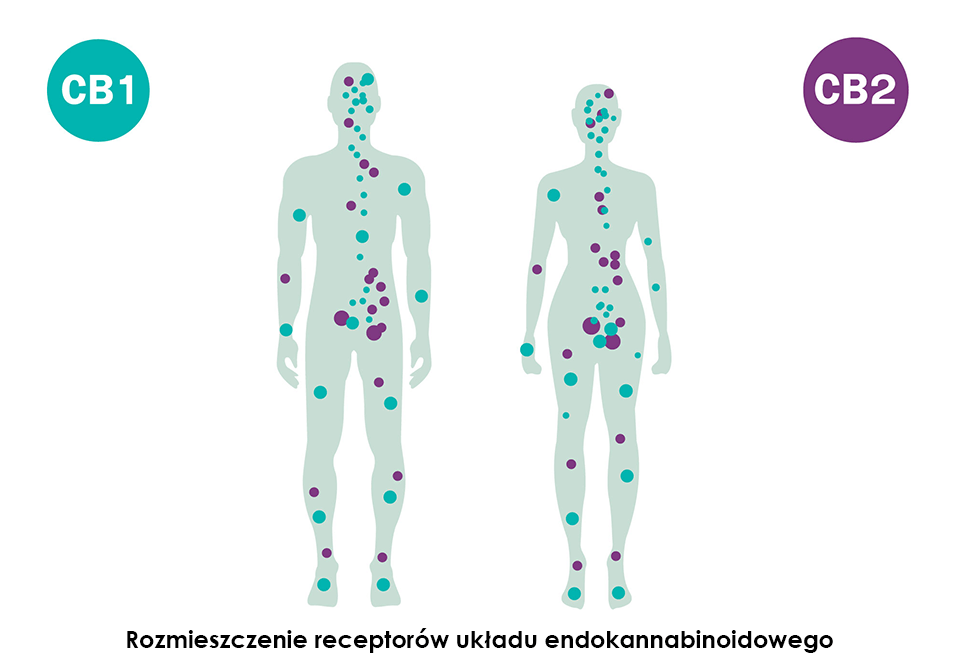 układ endokannabinoidowy - receptory cb1 i cb2 gdzie są w organizmie