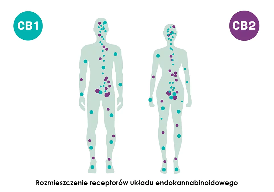 układ endokannabinoidowy - receptory cb1 i cb2 gdzie są w organizmie