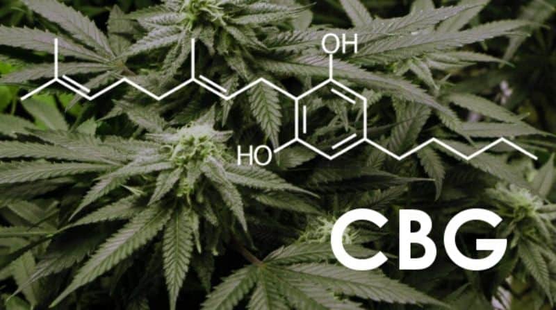 CBG - Kannabigerol - Kanbigerol - Cannabigerol - Pure Hemp