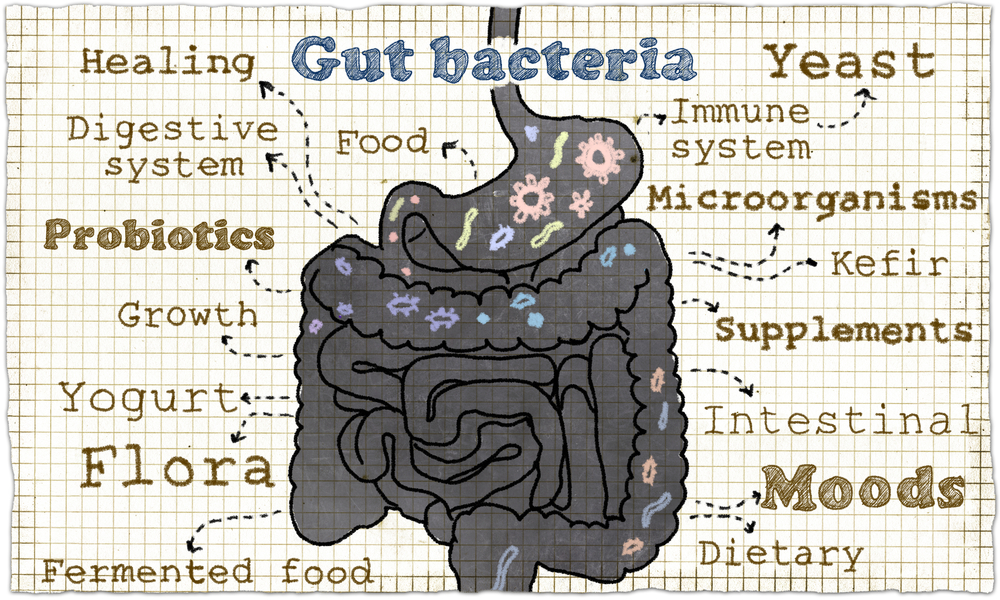 Co to jest mikrobiom człowieka i mikrobiota jelit?